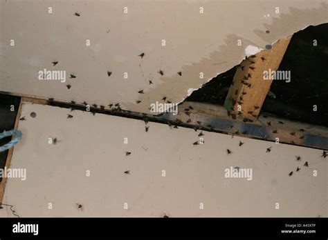 CLUSTER FLIES GATHERING IN WARM ATTIC SPACE Stock Photo: 10944057 - Alamy