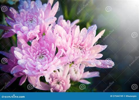 Beautiful Flower with Fresh Water Stock Image - Image of beauty, decorated: 27544749