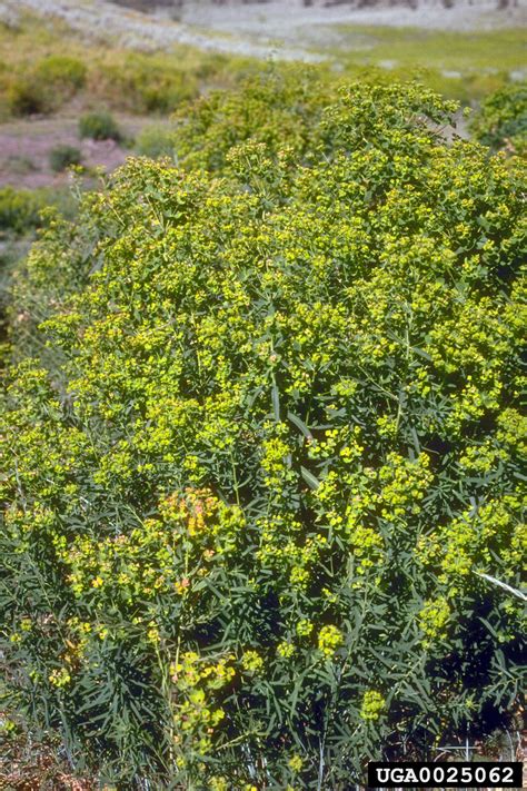 leafy spurge (Euphorbia esula)