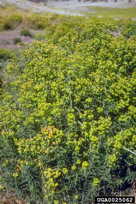 leafy spurge (Euphorbia esula)