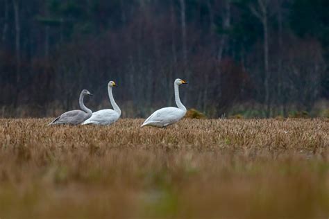 Whooper Swan Photos, Download The BEST Free Whooper Swan Stock Photos ...