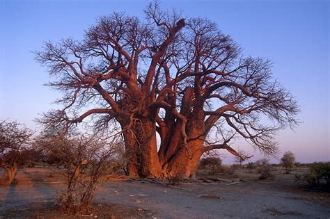 Baobab Trees In South Africa - Hluhluwe Game Reserve