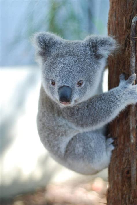 Orphaned Baby Koala Story Has A Happy Ending | Cute baby animals, Cute animal photos, Animals ...