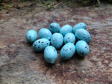 Blue Bird Eggs With Brown Spots | Hot Sex Picture