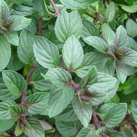 Chocolate Mint - Herb Plug Plants | Rocket Gardens