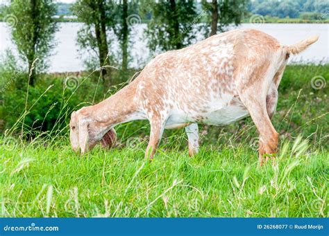 Brown Spotted Anglo-Nubian Goat on a Stock Image - Image of livestock, distinguishing: 26268077