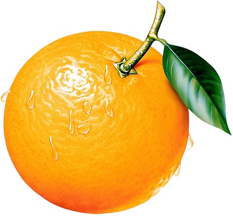 Oranges Cartoon Pictures - Oranges Clipart. Free Download Transparent ...