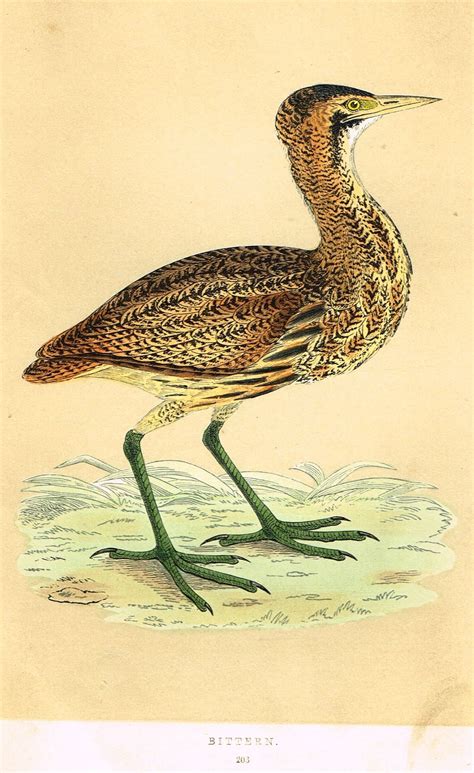 Morris's Birds - "BITTERN" - Hand Colored Wood Engraving - 1895 (With ...