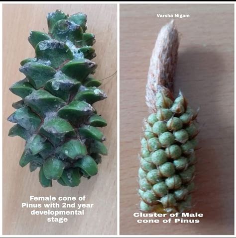 Pinus roxburghii (Chir Pine), Gymnosperm, Male and Female Cones : r/botany