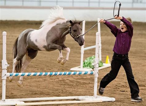 Heartland Miniature Horse Show Amhr And Amha Classics