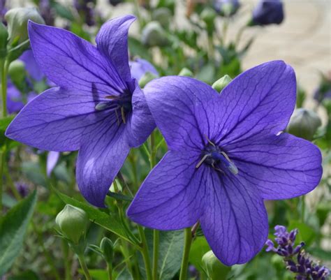 Summer Blooming Plants - 25 Favorites for Long Season Color