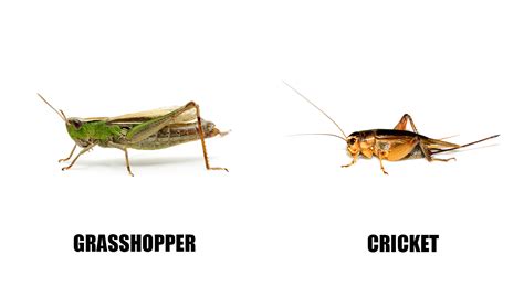 Difference Between Cricket And Grasshopper