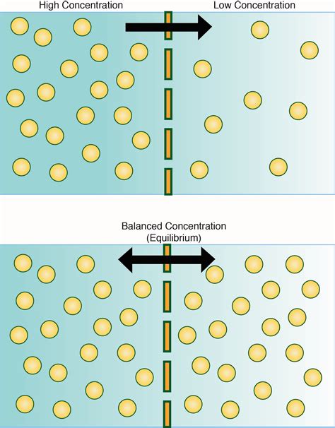 3 Types Of Bulk Transport Across The Cell Membrane - Transport Informations Lane