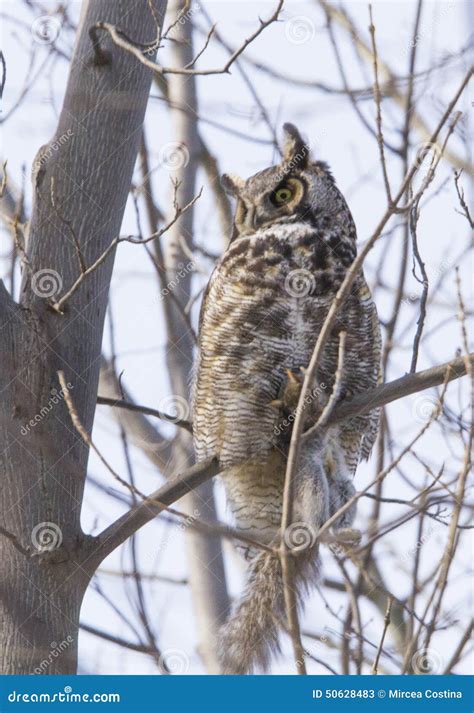 Great Horned Owl With Prey Stock Photo - Image: 50628483