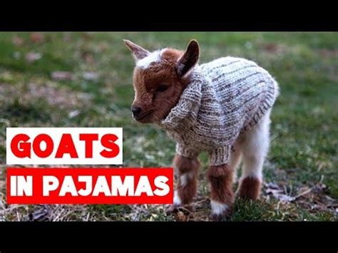 Goat Babies in Pajamas Compilation! | Goats | Know Your Meme