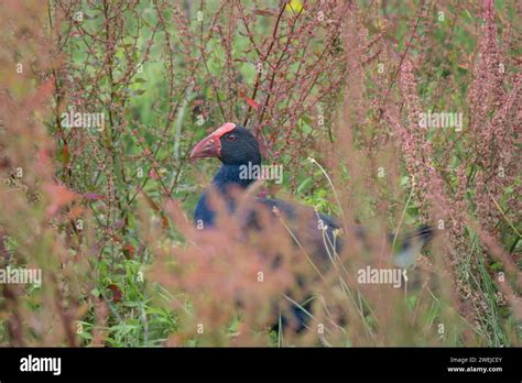 Pukeko behavior hi-res stock photography and images - Alamy