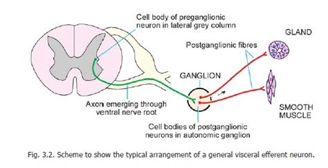 Ciliary ganglion pterygopalatine ganglion otic ganglion submandibular ganglion ganglion cranial ...