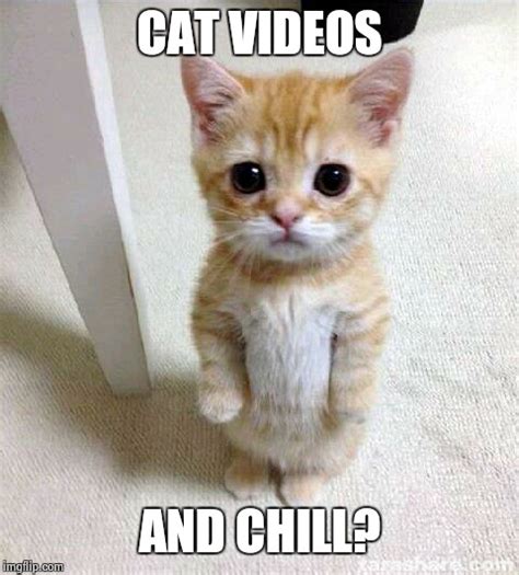 Cute Cat Meme - Imgflip