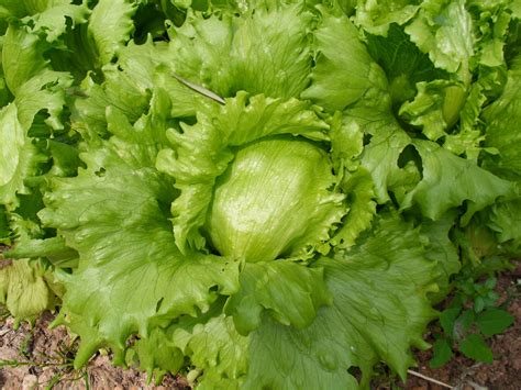 MACETOHUERTO PASO A PASO: CULTIVAR LECHUGA EN MACETA