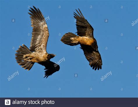 Bearded vulture lammergeier rock hi-res stock photography and images ...