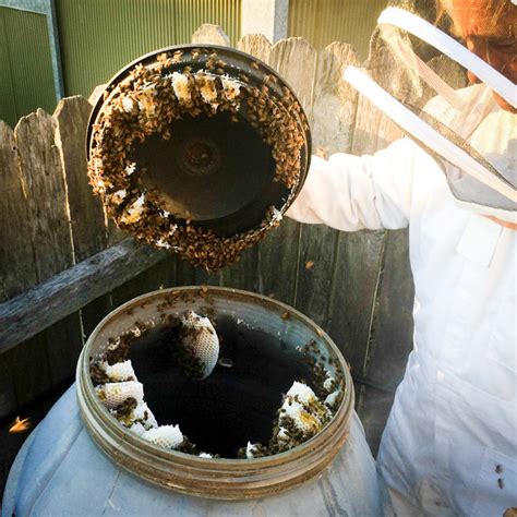 Swarm Removal – Illawarra Bees: raw honey & bee keeping