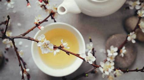 10 Impressive Benefits of White Tea