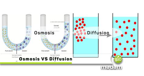 Difference Between Osmosis and Diffusion - biomadam