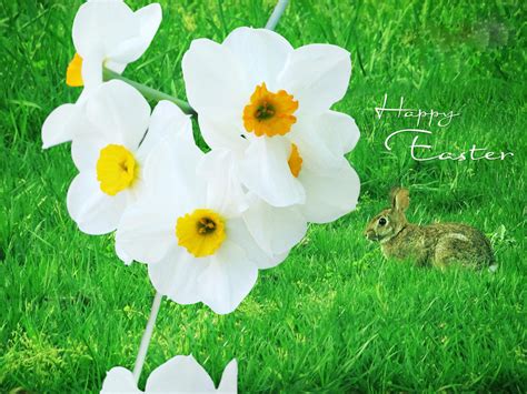 🔥 [138+] Free Easter Flower Wallpapers | WallpaperSafari