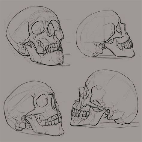 Human Skull Reference Drawing