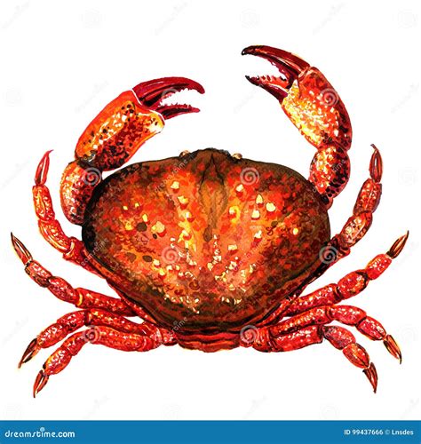 Red Crab, Fresh Seafood or Shellfish Food, Isolated, Top View, Watercolor Illustration on White ...