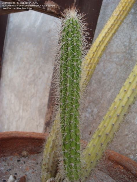 PlantFiles Pictures: Peniocereus Species, Queen of the Night, Serpent ...