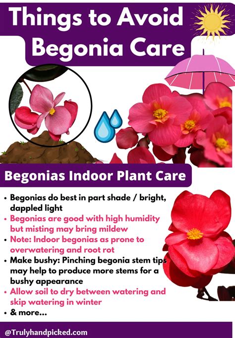 #5 Things to Avoid: Begonia Care on Watering & Propagation