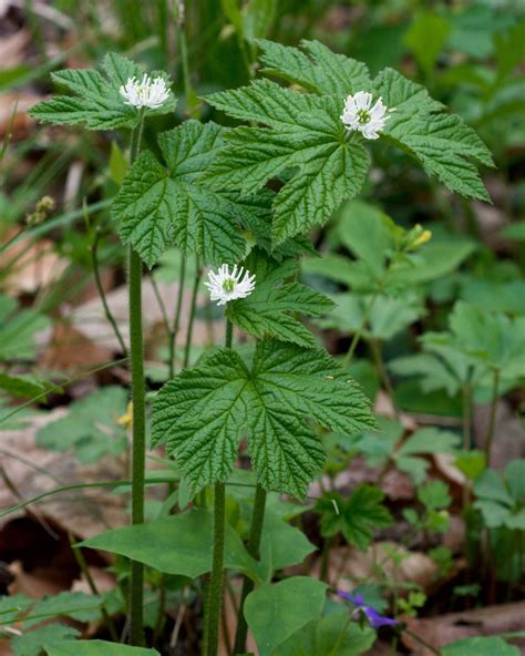 100 Goldenseal Plant Bare Roots Hydrastis Canadensis Organic | Etsy