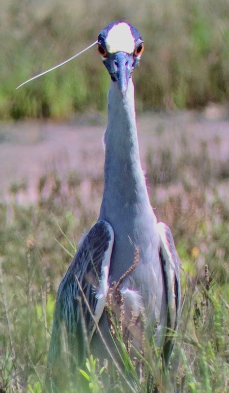 Aransas National Wildlife Refuge, TX - Found Nature