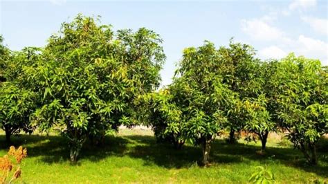 Best Fertilizers for Mango Trees — A Buyers Guide 2022