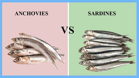 Sardines vs. Anchovies - Yoors