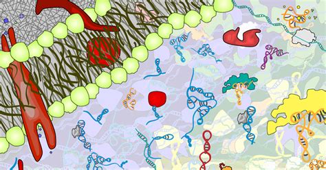 Uncovering the Principles Behind RNA Folding | News | Northwestern Engineering