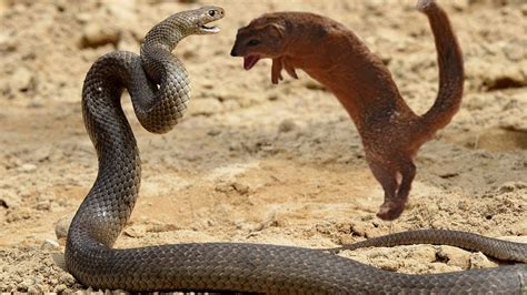 Snake Vs Mongoose Real Fight in Street I सांप और नेवला के बीच असली लड़ाई I Snake Fights - YouTube