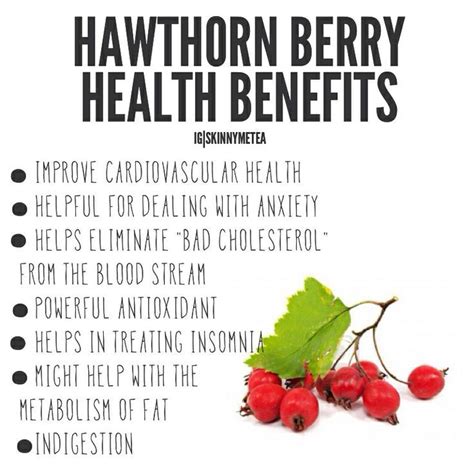 Hawthorn Berry Health Benefits And How To Use Axe, 41% OFF