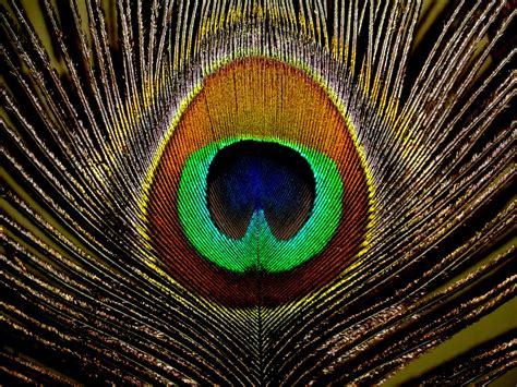 Peacock Feather - Cliparts.co