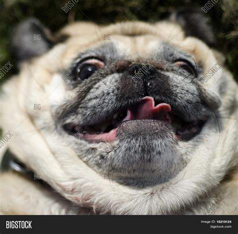 Happy Funny Face Pug Image & Photo (Free Trial) | Bigstock