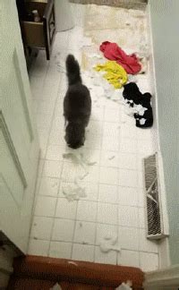 Toilet Paper | Funny Cat GIFs | Cat gifs | Funny cat videos, Cute cats ...