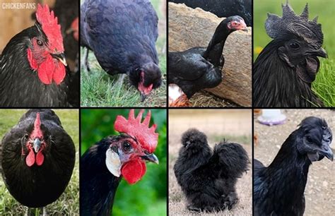 8 Beautiful Black Chicken Breeds (With Pictures) | Chicken Fans