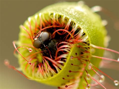 Carnivorous Plants Eating Mouse