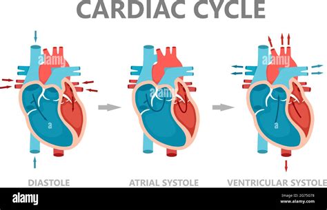 Cardiac Cycle Animation