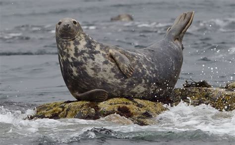 Atlantic Grey Seal | Grey seal, Farne islands, Endangered species