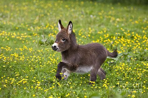 20 Adorable Photos of Baby Donkey - Design Swan