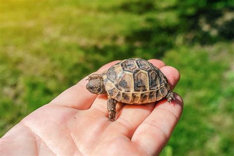 260 Popular Turtle Names: Both Big and Small