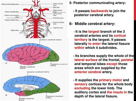 Blood supply of the brain - ppt download