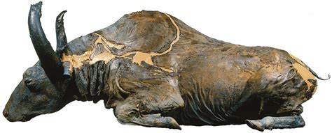 An ice-age bison was discovered! Then soon eaten — once the foul taste was smothered | News ...